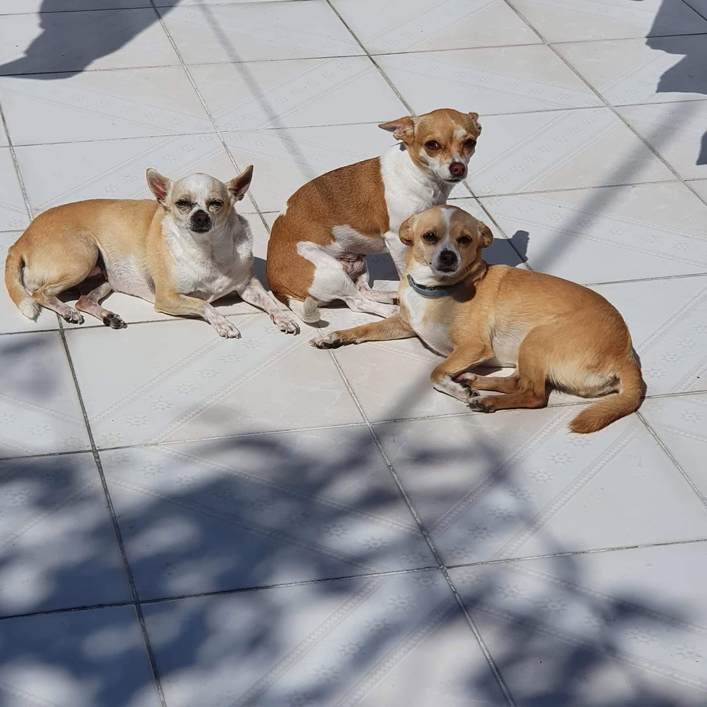 Estancia canina y felina segura y cómoda en Vet Blue